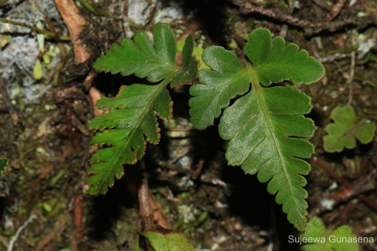 Davallia repens  (L.f.) Kuhn